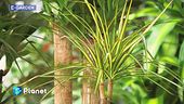 E-Garden: come coltivare la Dracena