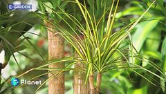 E-Garden: come coltivare la Dracena