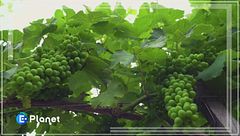 Puntata del 7 settembre