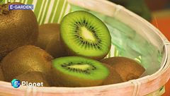 Tutte le proprietà del kiwi