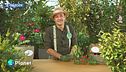 E-garden - Tre cespugli perfetti per il balcone