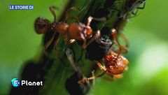 Le storie di LifeGate