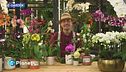 E-garden: le orchidee