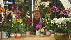 E-garden: le orchidee