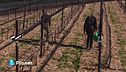 Agroecologia in vigna