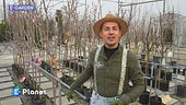 Come scegliere il posto giusto per gli alberi da frutto