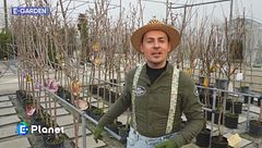 Come scegliere il posto giusto per gli alberi da frutto