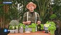 E-garden: il basilico