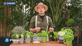 E-garden: il basilico