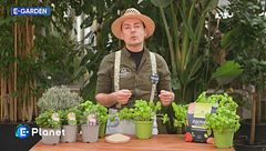 E-garden: il basilico