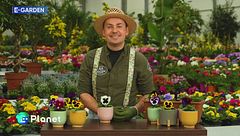 La Viola del Pensiero