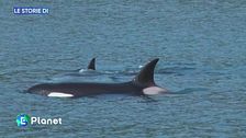 La storia dell'orca Tahlequah