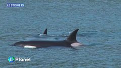 La storia dell'orca Tahlequah