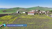 Agricoltura a Corleone
