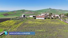 Agricoltura a Corleone