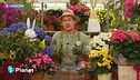 E-Garden: regalare una pianta