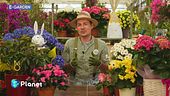 E-Garden: regalare una pianta