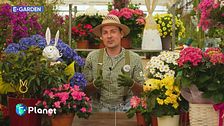 E-Garden: regalare una pianta