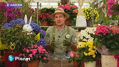 E-Garden: regalare una pianta