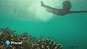 Reef Builders