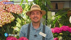 E-Garden: l'ortensia