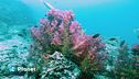 Il futuro dei coralli?