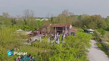 Il campo dei girasoli