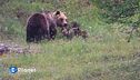 Le sfide dell'orso marsicano