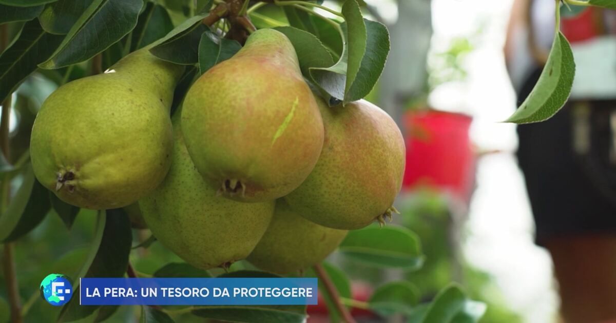 E-Planet: La pera: un tesoro da proteggere Video | Mediaset Infinity