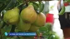 La pera: un tesoro da proteggere