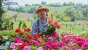 E-Garden: I gerani