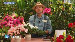 E-Garden - Rododendri e azalee