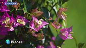 E-Garden: la bougainville