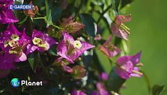 E-Garden: la bougainville