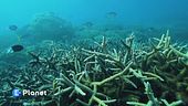 Il nostro oceano il nostro futuro