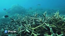 Il nostro oceano il nostro futuro