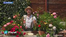 E-Garden: i segreti delle rose