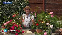 E-Garden: i segreti delle rose