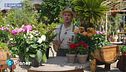 E-Garden: le dalie