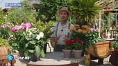 E-Garden: le dalie