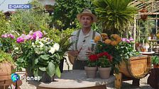 E-Garden: le dalie