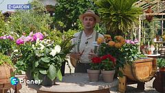 E-Garden: le dalie