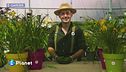 L'hemerocallis