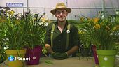 L'hemerocallis
