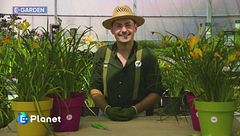 L'hemerocallis