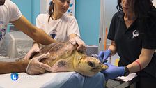 Tuteliamo le tartarughe