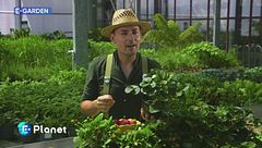 E-Garden: le fragole