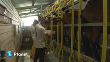 Cambio vita e faccio il pastore