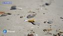 Le sigarette sulle spiagge