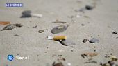Le sigarette sulle spiagge